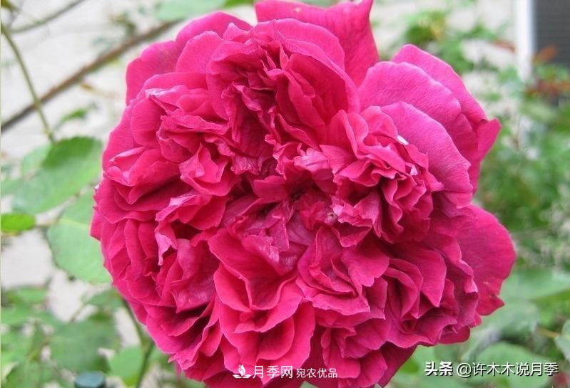 25個豐花濃香的波旁月季。擁有中國血統(tǒng)，不僅抗病還能做花墻(圖21)