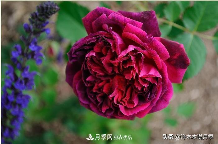 25個豐花濃香的波旁月季。擁有中國血統(tǒng)，不僅抗病還能做花墻(圖20)
