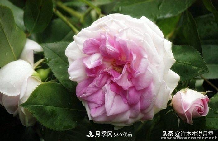 25個豐花濃香的波旁月季。擁有中國血統(tǒng)，不僅抗病還能做花墻(圖25)
