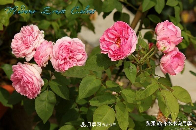 25個豐花濃香的波旁月季。擁有中國血統(tǒng)，不僅抗病還能做花墻(圖23)