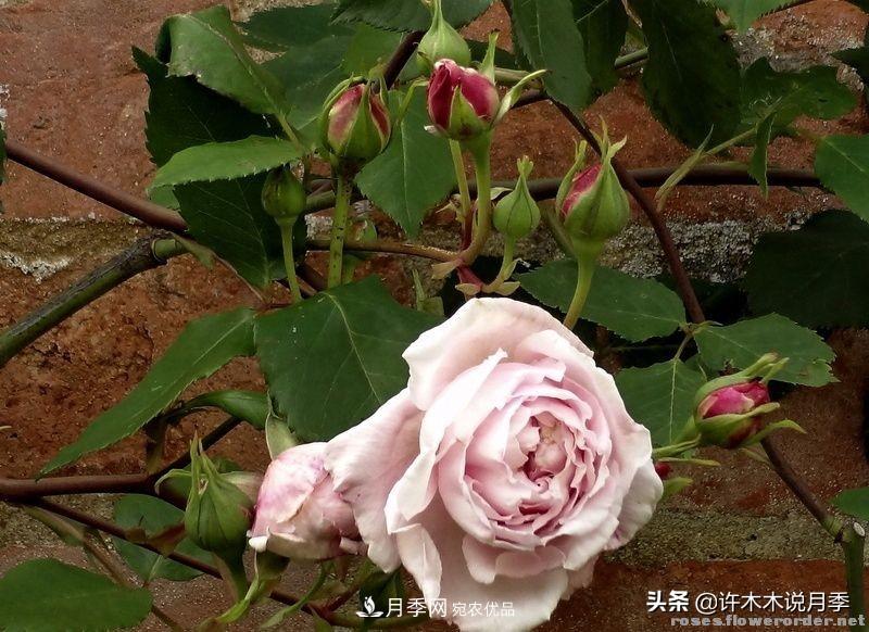 25個豐花濃香的波旁月季。擁有中國血統(tǒng)，不僅抗病還能做花墻(圖24)