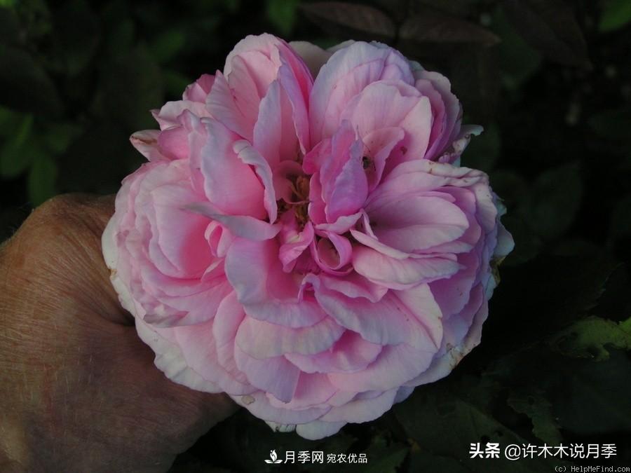 25個豐花濃香的波旁月季。擁有中國血統(tǒng)，不僅抗病還能做花墻(圖22)
