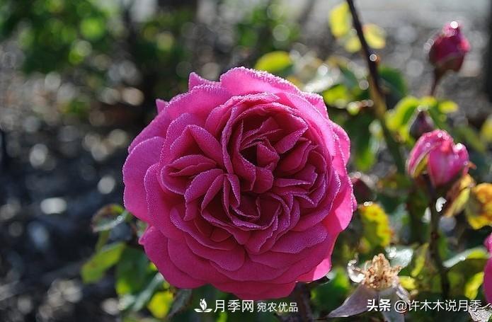 25個豐花濃香的波旁月季。擁有中國血統(tǒng)，不僅抗病還能做花墻(圖29)