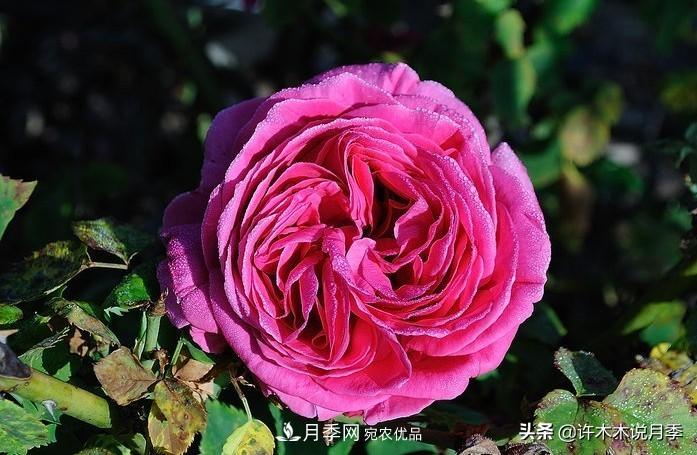 25個豐花濃香的波旁月季。擁有中國血統(tǒng)，不僅抗病還能做花墻(圖28)
