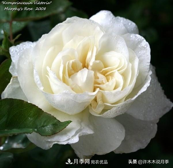 25個豐花濃香的波旁月季。擁有中國血統(tǒng)，不僅抗病還能做花墻(圖27)