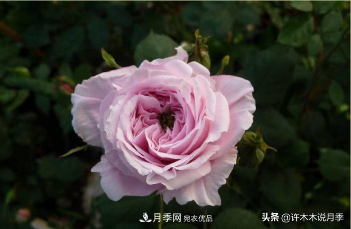 25個豐花濃香的波旁月季。擁有中國血統(tǒng)，不僅抗病還能做花墻(圖33)
