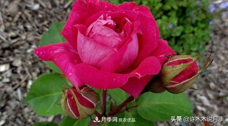 25個豐花濃香的波旁月季。擁有中國血統(tǒng)，不僅抗病還能做花墻(圖30)