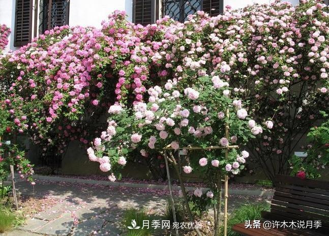25個豐花濃香的波旁月季。擁有中國血統(tǒng)，不僅抗病還能做花墻(圖32)