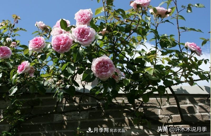 25個豐花濃香的波旁月季。擁有中國血統(tǒng)，不僅抗病還能做花墻(圖34)