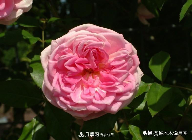 25個豐花濃香的波旁月季。擁有中國血統(tǒng)，不僅抗病還能做花墻(圖35)