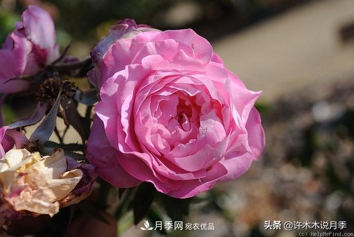 25個豐花濃香的波旁月季。擁有中國血統(tǒng)，不僅抗病還能做花墻(圖37)