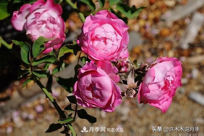 25個豐花濃香的波旁月季。擁有中國血統(tǒng)，不僅抗病還能做花墻(圖36)