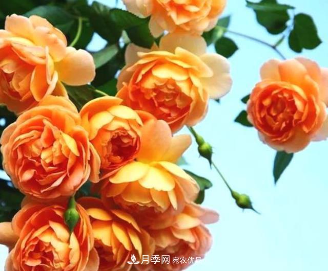 3種“***香月季花”，個個香氣四溢、驚艷四座，年年開花(圖1)