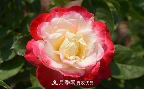 3種“***香月季花”，個個香氣四溢、驚艷四座，年年開花(圖2)