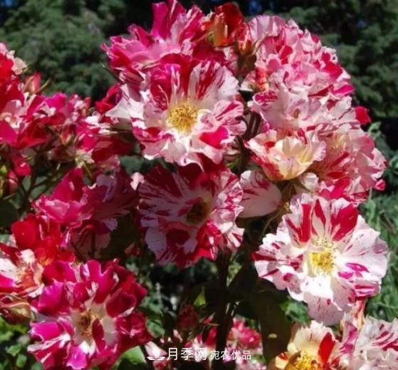 3種“***香月季花”，個個香氣四溢、驚艷四座，年年開花(圖4)