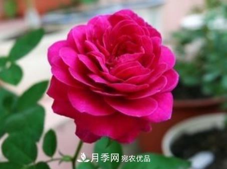 3種“***香月季花”，個個香氣四溢、驚艷四座，年年開花(圖3)