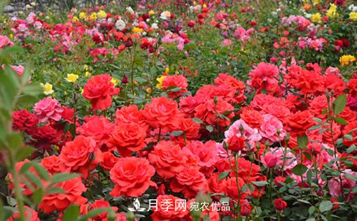 怎么管理陽(yáng)臺(tái)上的盆栽月季，方法是什么？(圖1)
