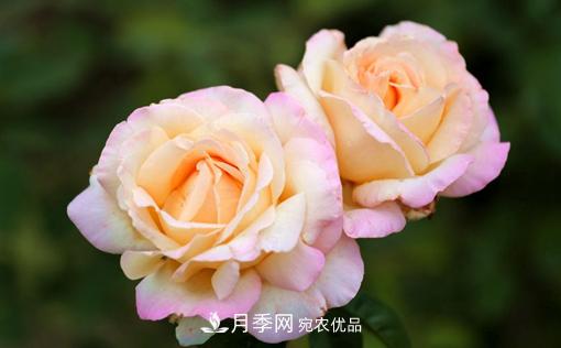 月季如何繁殖？休眠期的花卉怎么保護(hù)？(圖1)