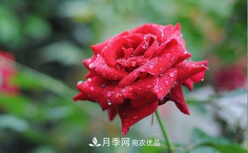 你知道怎么解決大花月季葉子發(fā)黃的問題嗎？(圖1)