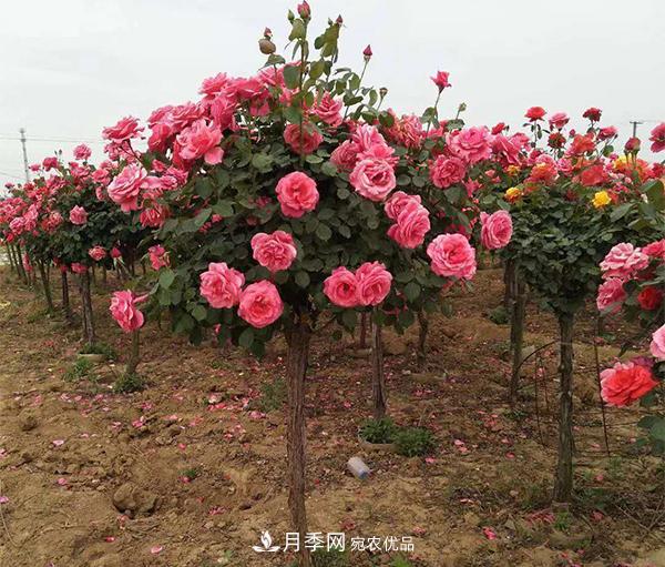 月季扦插后所需的溫度濕度，你不能不知道(圖1)