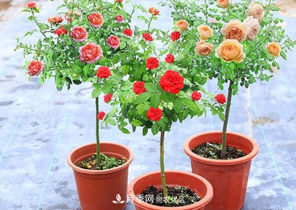 怎樣預(yù)防你南陽棒棒糖樹狀月季黑斑病病害？(圖1)