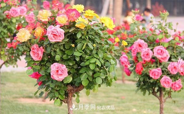 分享六點，湖北月季樹養(yǎng)護(hù)不再是難題(圖1)