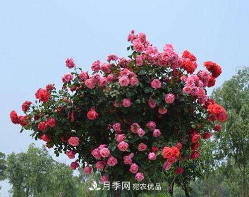 送給新手的月季樹(shù)種植方法，希望可以幫到植物“殺手”的你(圖1)