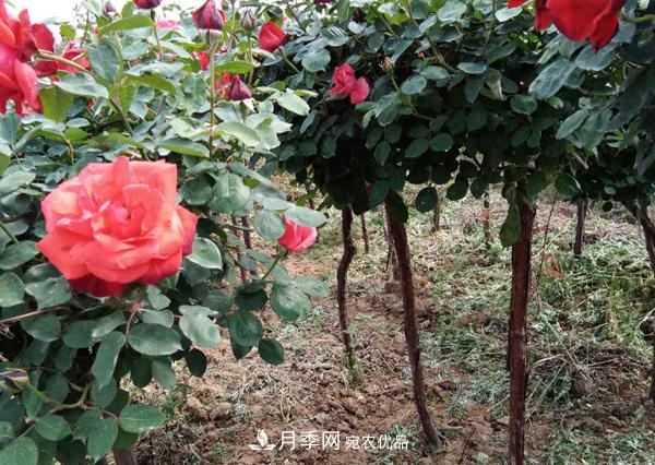 安徽月季樹無根砧木嫁接該怎么做？(圖1)
