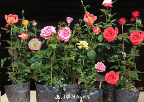 南陽(yáng)盆栽月季盆花月季小苗批發(fā)(圖2)