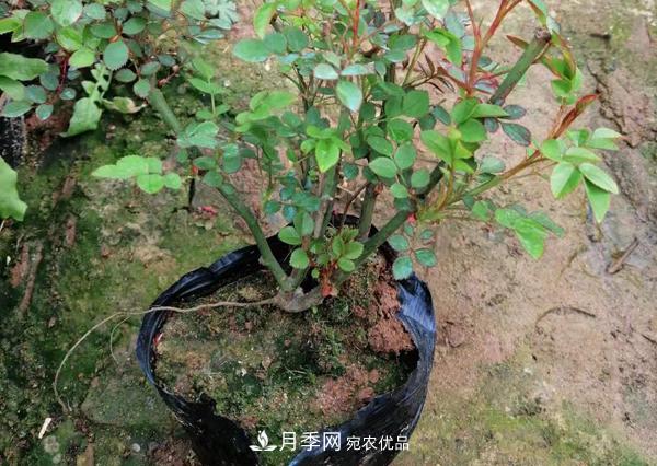 南陽(yáng)盆栽月季盆花月季小苗批發(fā)(圖1)