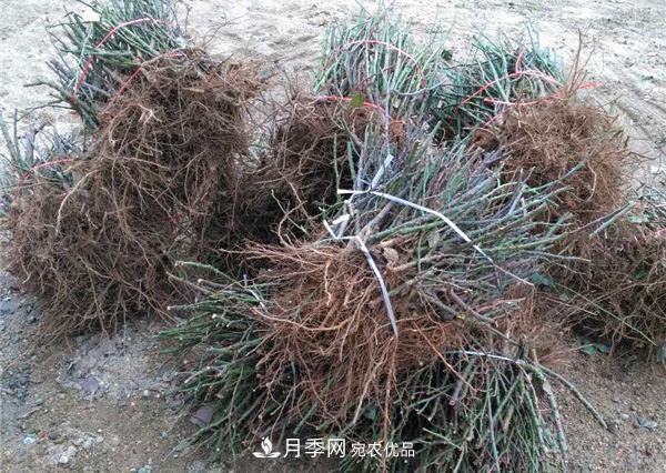 南陽月季裸根苗批發(fā)，品種齊全(圖2)