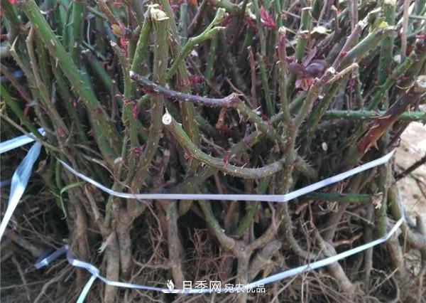 南陽月季裸根苗批發(fā)，品種齊全(圖3)