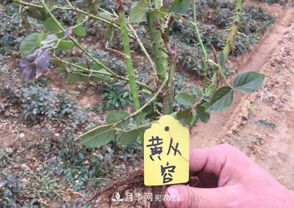 冬季***佳入苗期，提高月季裸根苗成活率6大絕招(圖1)