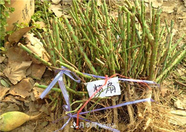 冬季***佳入苗期，提高月季裸根苗成活率6大絕招(圖2)