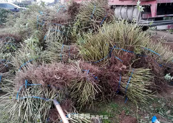 冬季***佳入苗期，提高月季裸根苗成活率6大絕招(圖4)