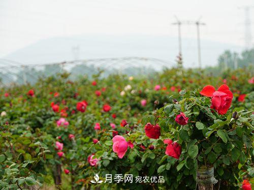 內(nèi)鄉(xiāng)縣月季發(fā)展迅猛，特色產(chǎn)業(yè)助力脫貧增收(圖1)