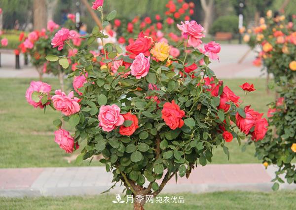 山東樹狀月季想要養(yǎng)殖好以下5點是關鍵(圖2)