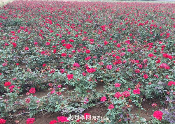 南陽這幾種月季開花不斷，抗病性也是不錯的喲！(圖1)