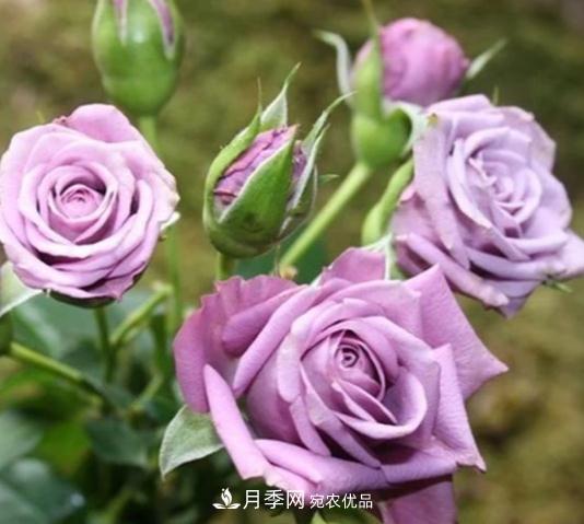 月季花盆土板結(jié)怎么辦？一招輕松解決！(圖1)