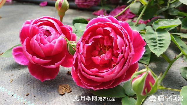 月季白粉病，用稀釋的白酒噴灑可以治愈嗎？(圖1)