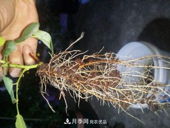 月季返老還童正當(dāng)時(shí)，養(yǎng)護(hù)行動起來，爆花指日可待(圖3)