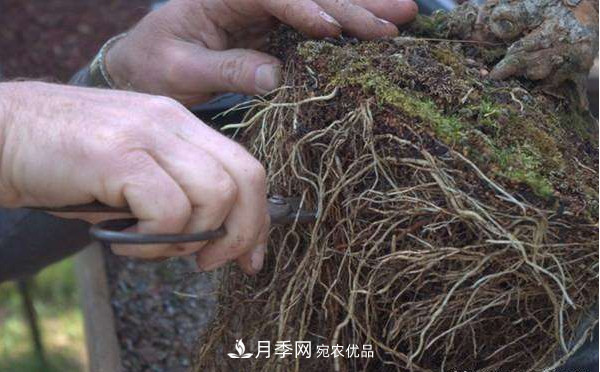 月季返老還童正當(dāng)時(shí)，養(yǎng)護(hù)行動起來，爆花指日可待(圖5)