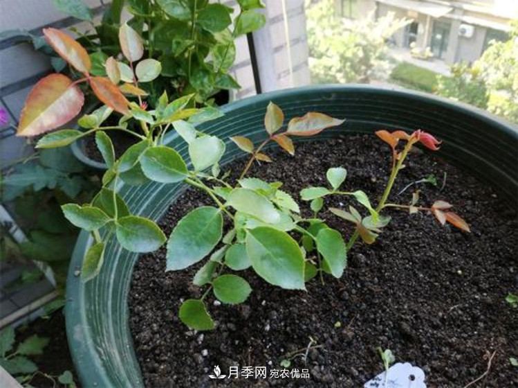 月季返老還童正當(dāng)時(shí)，養(yǎng)護(hù)行動起來，爆花指日可待(圖7)
