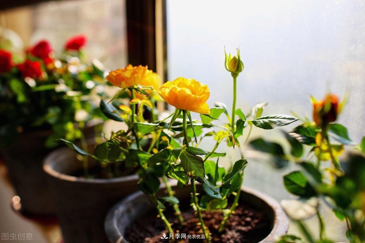 月季返老還童正當(dāng)時(shí)，養(yǎng)護(hù)行動起來，爆花指日可待(圖8)