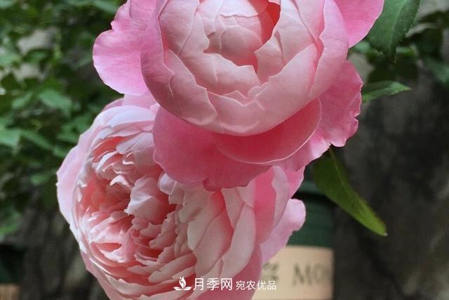 推薦這6款月季，顏值都巨高，喜歡月季的千萬不要錯過(圖4)