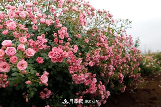 推薦這6款月季，顏值都巨高，喜歡月季的千萬不要錯過(圖5)