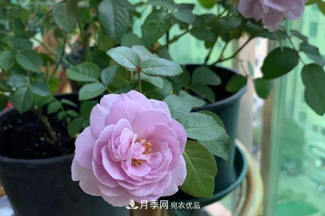 推薦這6款月季，顏值都巨高，喜歡月季的千萬不要錯過(圖1)