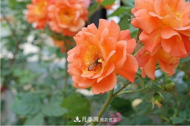 推薦這6款月季，顏值都巨高，喜歡月季的千萬不要錯過(圖2)