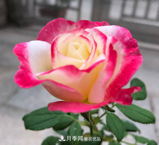 10款濃香月季，開花比香水還好聞，從春一直開到秋！(圖1)