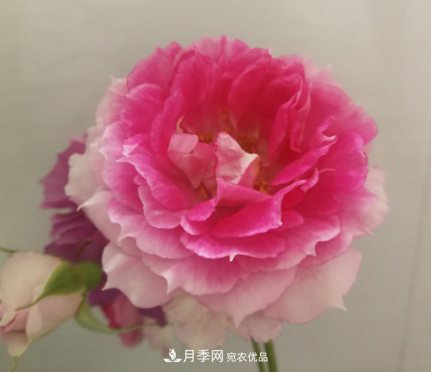 10款濃香月季，開花比香水還好聞，從春一直開到秋！(圖2)